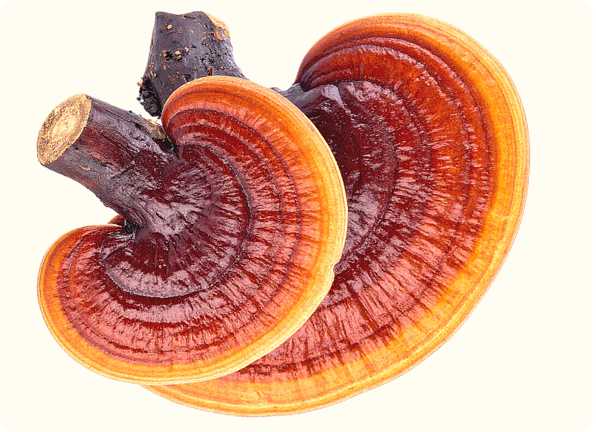 Reishi (1)